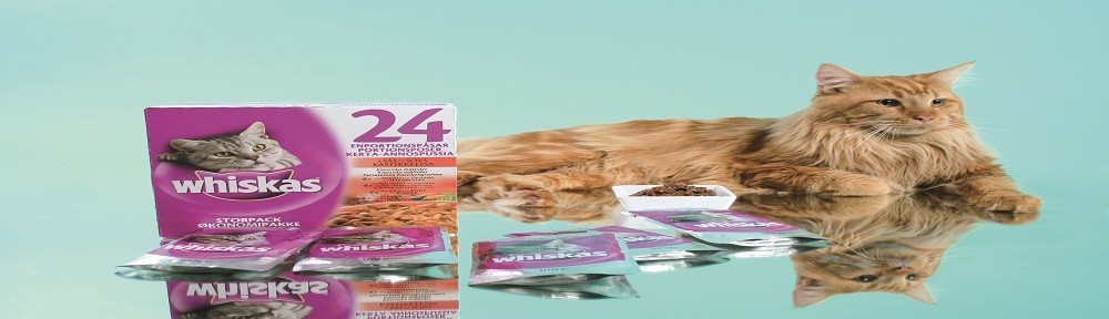 Celsius The Cat