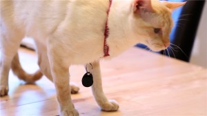 Sticknfind-collar